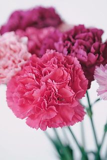 マゼンタピンクやパープルがかった大人カラーがアクセントに。