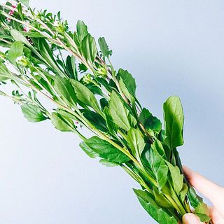 葉は変色しやすいので、変色したら摘みとりましょう。