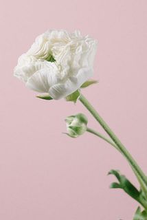 モコモコミルク