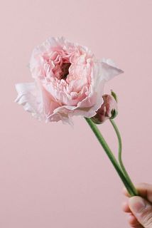 チュチュピンクベージュ