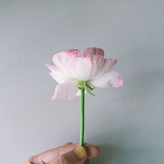 ラナンキュラスの花びらはお届け時、外側にめくれていたり折れている場合も。優しく手で戻していただくと目立たなくなります。※写真は別の品種です