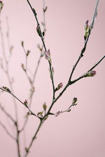 開花が待ち遠しい😍