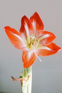 アマリリスミネルバ　現状 アマリリスミネルバ 現状 アマリリスの成長記録🔰｜🍀GreenSnap