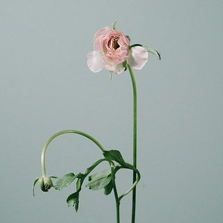 つぼみから徐々に花開きます。