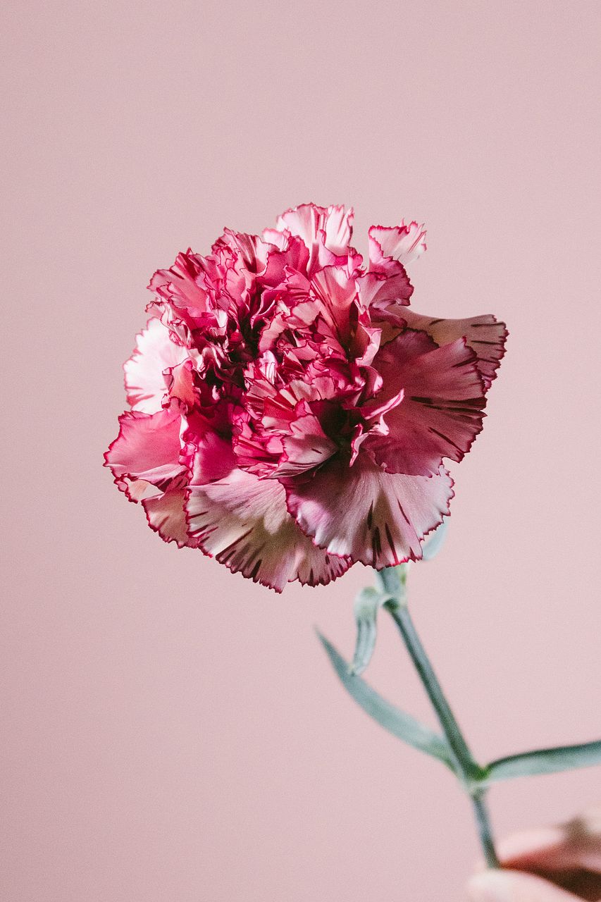 バブレーヌ、冬の花、高級希少画集画、版上サイン入 新品額付 バブレーヌ、冬の花、高級希少画集画、版上サイン入 新品額付 2025
