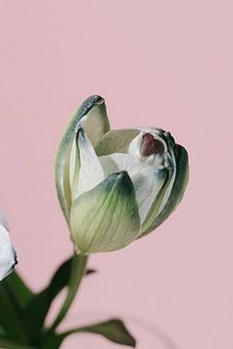 幻想的なグレーに染まった百合。八重咲きの品種なので、花粉はほとんどありません。花びらはとても繊細で、傷がつきやすいです。気になる場合は、優しく取り除いてください。