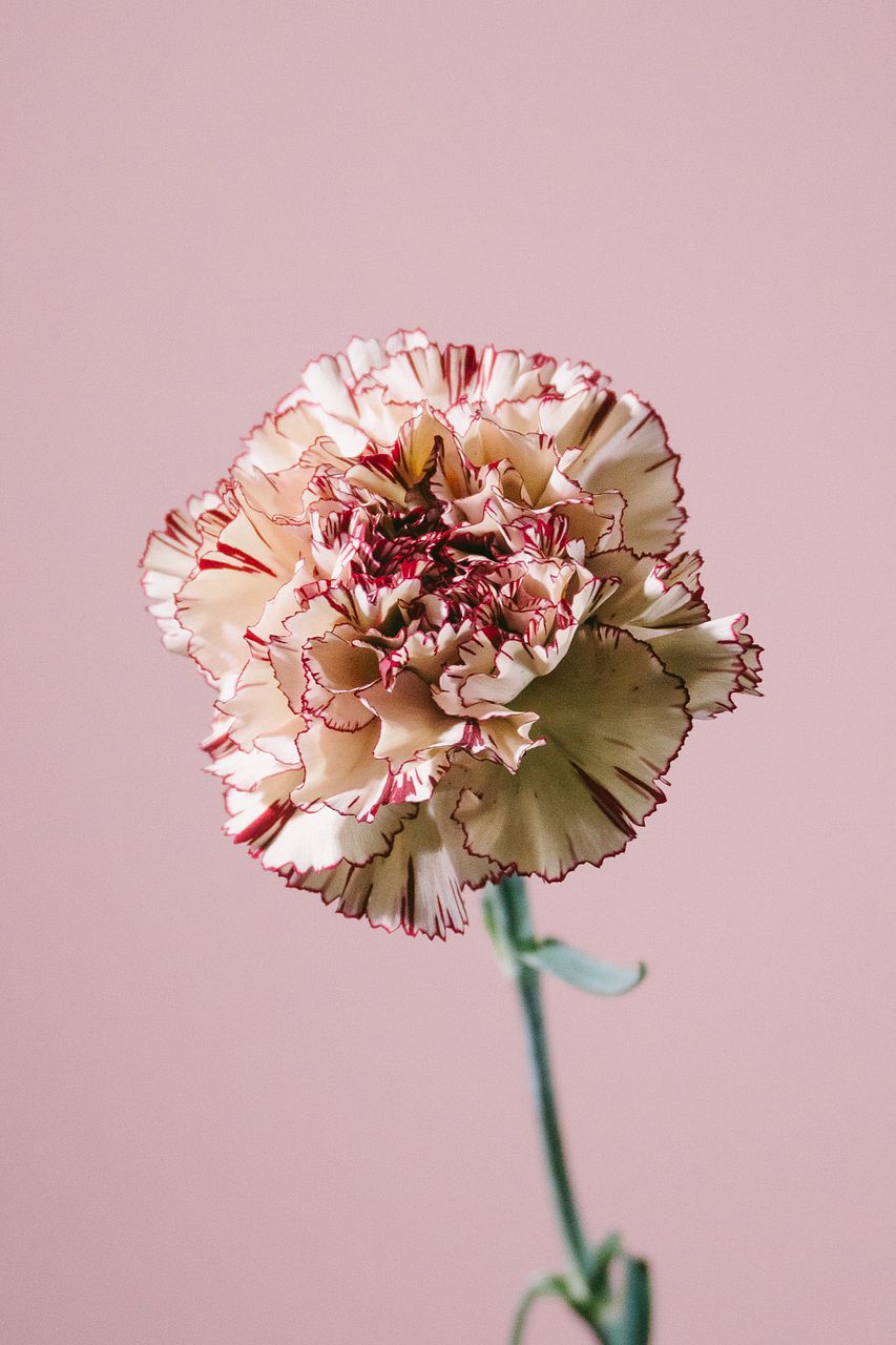 バブレーヌ、冬の花、高級希少画集画、版上サイン入 新品額付 バブレーヌ、冬の花、高級希少画集画、版上サイン入 新品額付