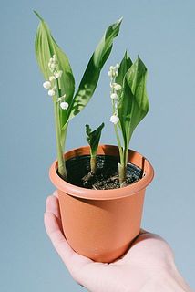 開花具合や、咲き方には個体差があります。