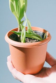 横方面に伸びている子も！支柱などを使うとまっすぐに成長します。