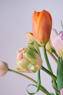 品種はその時のおまかせになります。