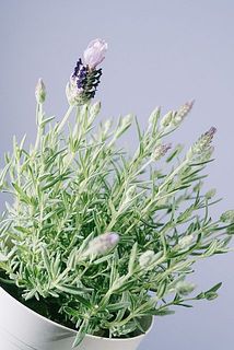 small_6b166412-e496-4b51-b294-