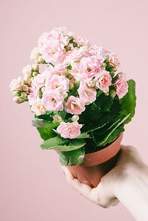 花や蕾のつき方には個体差があります。