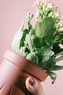 葉っぱがすこし傷ついていることも。気になる場合は優しく取り除いてください