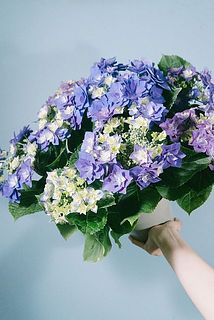 形や咲き方には個体差がございます。