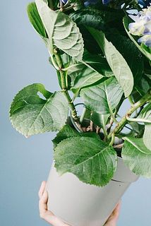 葉っぱには一部虫食いがありますが、生育時の自然な現象なので品質には問題ありません。