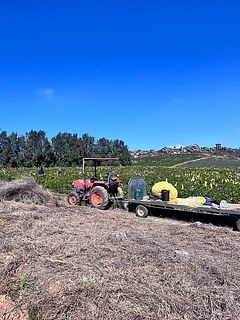 広大な畑でのびのび育つネイティブフラワーたち。