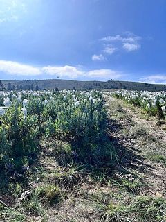 太陽のエネルギーを感じながら、元気に育っています。