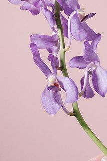 一部花びらが欠けていることがございます。ご了承ください。