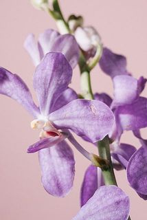 花びらに傷がついていることがございます。