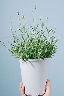 咲き方には個体差がございます