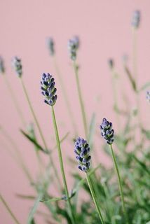 ほんのりラベンダーの良い香り✨