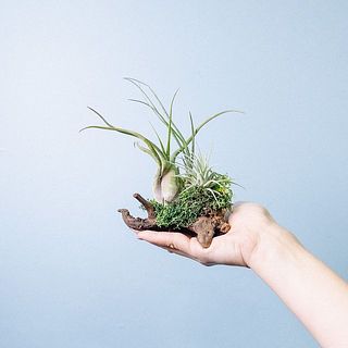 手のひらサイズ