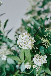 小さなお花がかわいい！