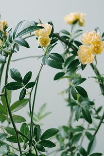 開花イメージ。