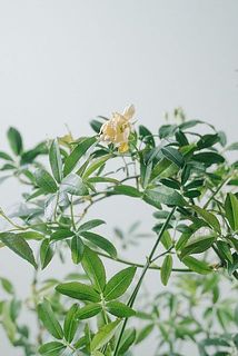 咲き終わった花は早めに摘みとりましょう☺️