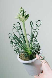 花つきの個体の場合もございます。