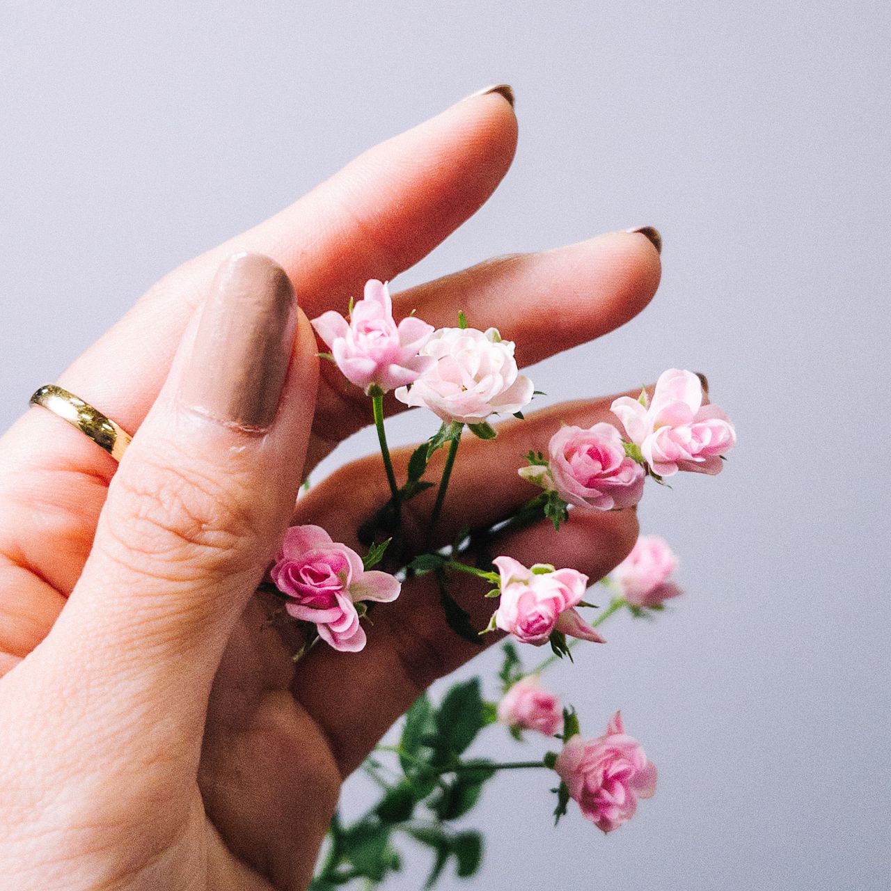 1点物　リトルウッズ　ドライフラワー　R-566 リトルウッズドライフラワー ドライフラワー *mogera* 通販 11033420