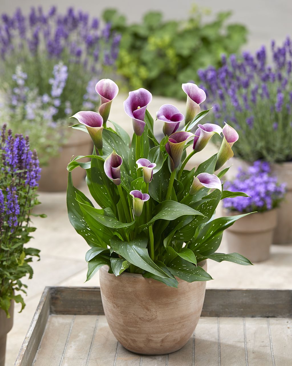 春植え球根お楽しみアソート