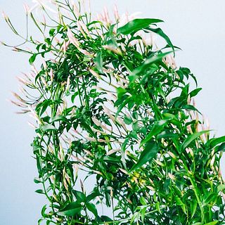 あんどん仕立てになっています。