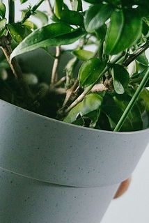 葉に傷がある場合もございます。