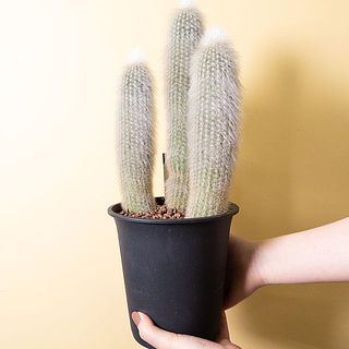 おまかせ柱サボテン