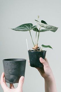 鉢は簡単に取り外し出来ます。