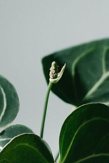 花が咲いてることも👀