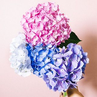 おまかせ紫陽花