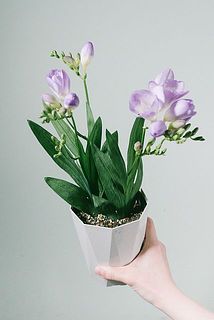 形には個体差があります。