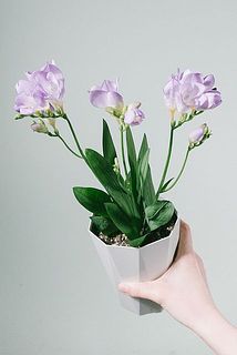 花付きには個体差がございます。