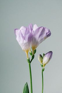 一部、花びらに傷や欠けある場合がございます。