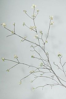 形には個体差があります。