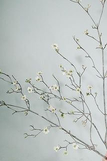 花付き、開花具合にも個体差がございます。