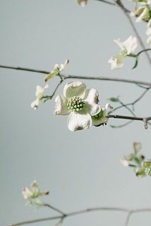 一部、花びらに傷や欠けある場合がございます。