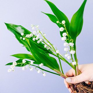 お届けの際に下の一番花などは変色していることもございます。ご了承ください。