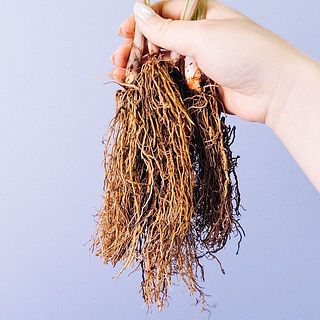 乾燥防止の為、根の土はついたままお届けします。飾る前に洗い流してあげてください。