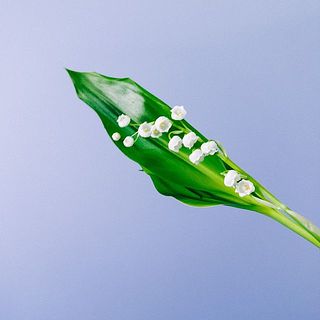 外側の葉が配送の温度差で変色してしまう事がございます。