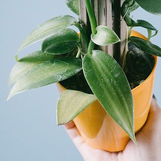 葉には白く消毒の跡がございます。気になる場合は優しく拭き取って。