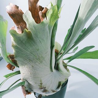 貯水葉が立派な鉢もあります。可愛い！