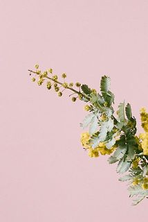 ミモザは一部蕾の状態で届く場合がございます。開花させるのは難しいですが個体差として一緒にお楽しみください。